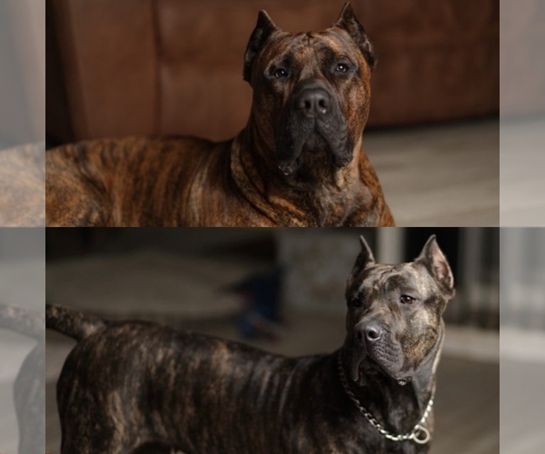 Medium Photo #1  Breeder Profile in NAVARRE, FL, USA