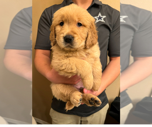 English Cream Golden Retriever Dog Breeder near PORTALES, NM, USA
