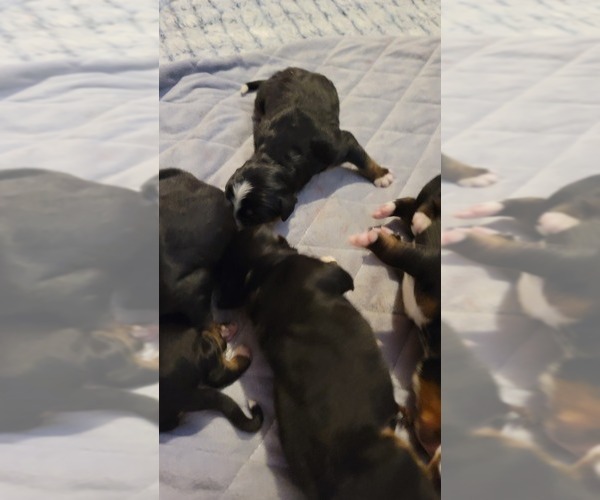 Medium Photo #2  Breeder Profile in ROCKFORD, IL, USA