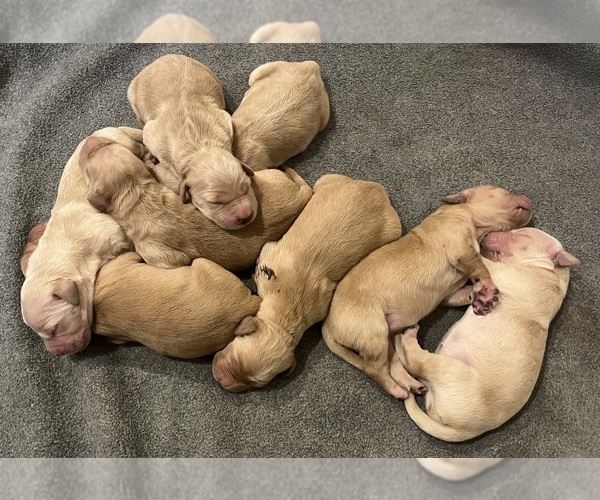 Medium Photo #13  Breeder Profile in SWEETWATER, TN, USA