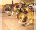 Small breeder photo