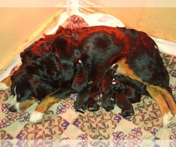 Medium Photo #1  Breeder Profile in CHUBBUCK, ID, USA