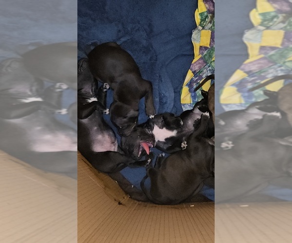 Medium Photo #1  Breeder Profile in SAINT PETERSBURG, FL, USA