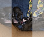 Small breeder photo