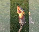 Small Photo #25  Breeder Profile in WALNUT GROVE, MO, USA