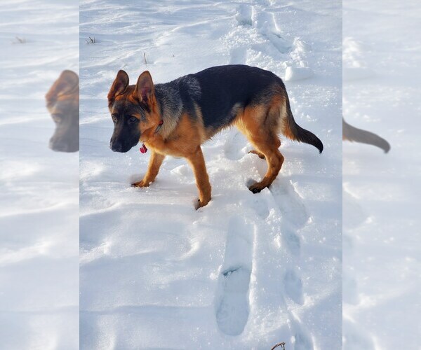 Medium Photo #1  Breeder Profile in FRANKLIN, ID, USA