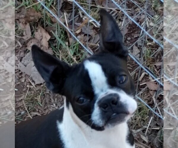Medium Photo #1  Breeder Profile in REMINGTON, VA, USA