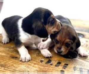 Beagle Dog Breeder near ROCKY MOUNT, VA, USA