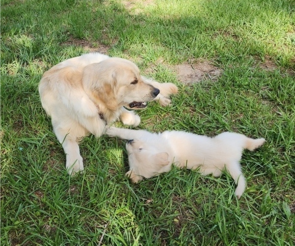 Medium Photo #8  Breeder Profile in HIGH SPRINGS, FL, USA