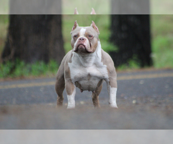 Medium Photo #1  Breeder Profile in MOUNT OLIVE, AL, USA