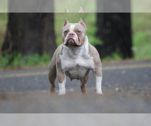 American Bully Dog Breeder near MOUNT OLIVE, AL, USA