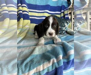 English Springer Spaniel Dog Breeder near MEADOW VISTA, CA, USA