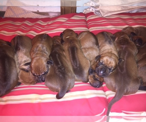 Medium Photo #1  Breeder Profile in NEW MILFORD, CT, USA
