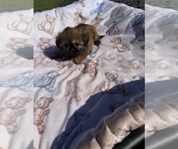 Medium Photo #2  Breeder Profile in SPRING, TX, USA