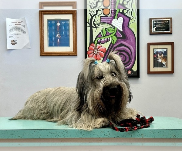 Medium Photo #17  Breeder Profile in LAKESIDE, CA, USA