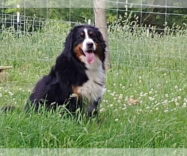 Medium Photo #5  Breeder Profile in CANON CITY, CO, USA