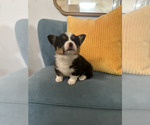 Small breeder photo