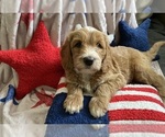 Small #10 Breeder Profile image