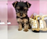 Small #1 Breeder Profile image