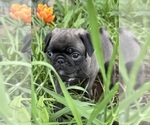 Small #34 Breeder Profile image