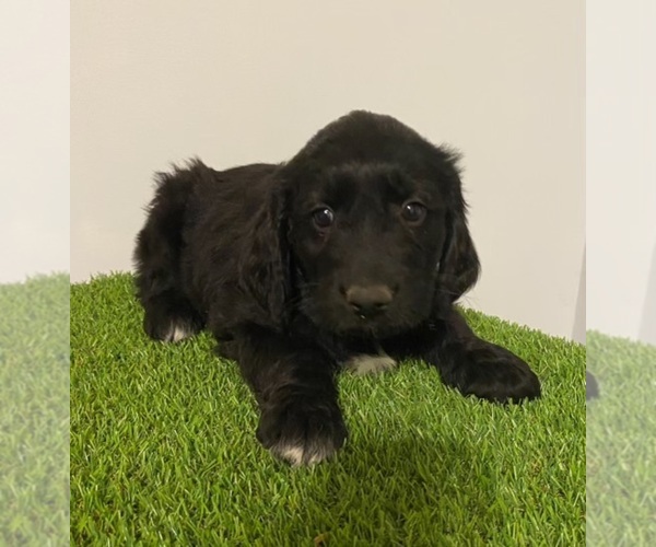 Medium Photo #3  Breeder Profile in WAKEFIELD, VA, USA