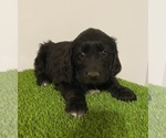 Small #2 Breeder Profile image