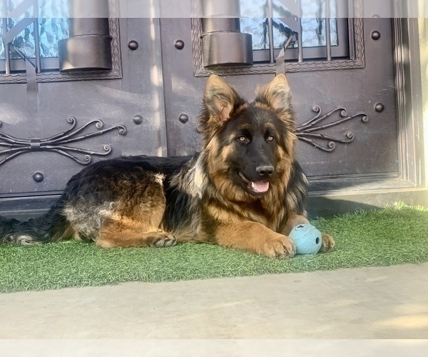 Medium Photo #11  Breeder Profile in PINON HILLS, CA, USA