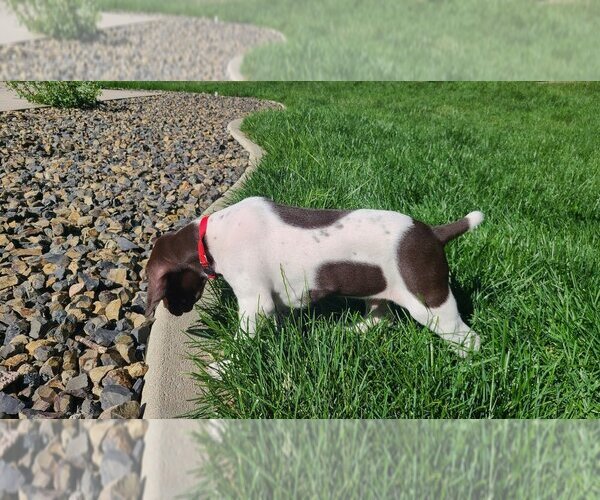 Medium Photo #3  Breeder Profile in MERIDIAN, ID, USA