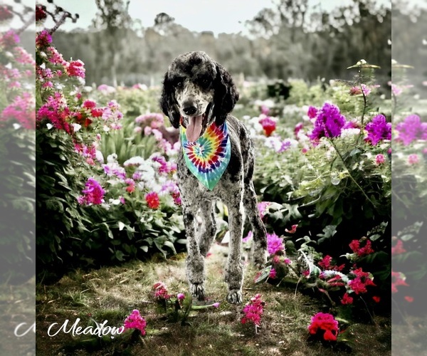 Medium Photo #26  Breeder Profile in POWELL, TN, USA