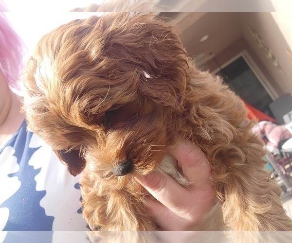 Medium Photo #12  Breeder Profile in SAN TAN VALLEY, AZ, USA