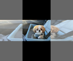 Small #5 Breeder Profile image