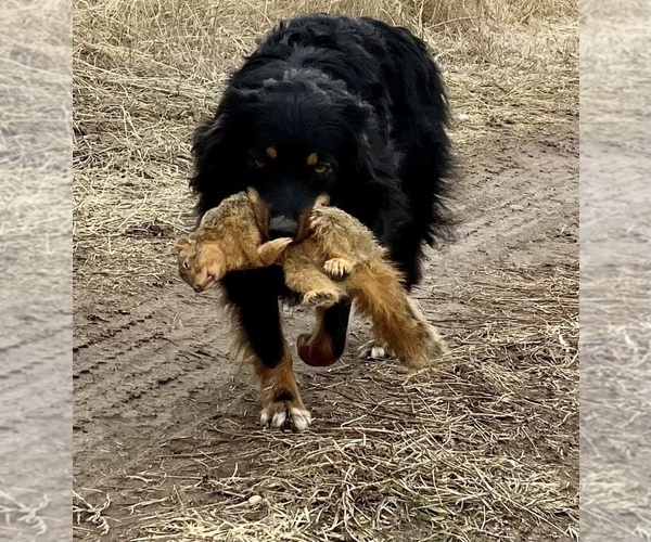 Medium Photo #73  Breeder Profile in SUNNYVALE, CA, USA