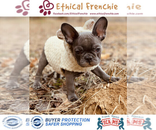 Medium Photo #1  Breeder Profile in NEW YORK, NY, USA