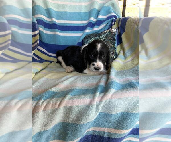Medium Photo #3  Breeder Profile in MEADOW VISTA, CA, USA