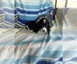 Small #2 Breeder Profile image