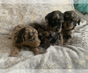 Poodle (Miniature) Dog Breeder near CLARKSVILLE, TN, USA