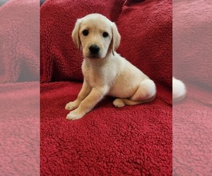 Golden Labrador Dog Breeder near PARKER, CO, USA