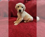Small breeder photo