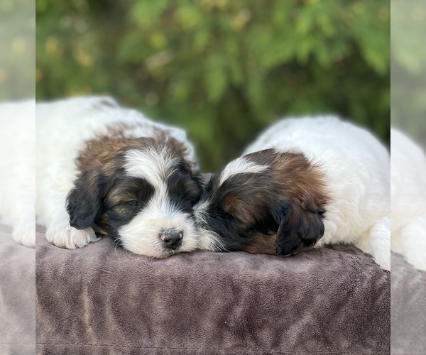 Medium Photo #1  Breeder Profile in WEST SALEM, OH, USA