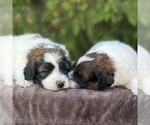 Small breeder photo