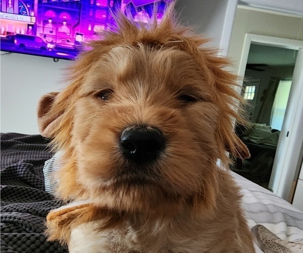 Medium Photo #22  Breeder Profile in WACO, TX, USA