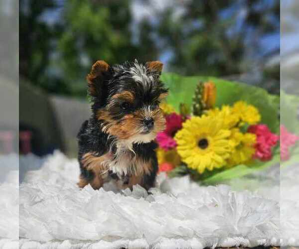 Medium Photo #2  Breeder Profile in INDIANAPOLIS, IN, USA