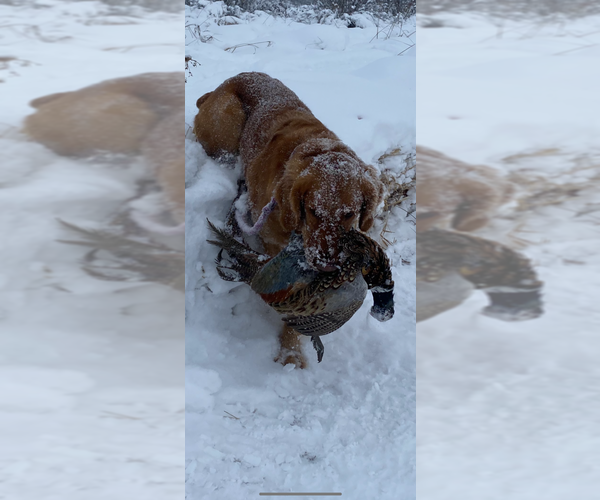 Medium Photo #5  Breeder Profile in BRAINERD, MN, USA
