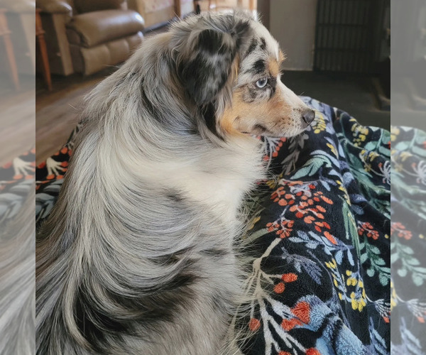 Medium Photo #5  Breeder Profile in SALEM, OR, USA
