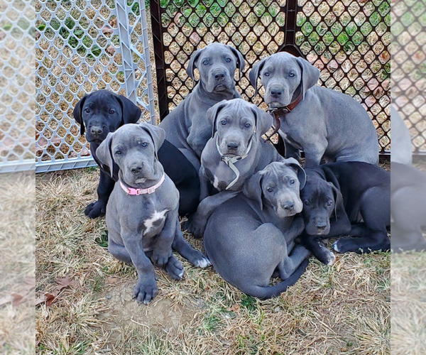 Medium Photo #1  Breeder Profile in OKEANA, OH, USA