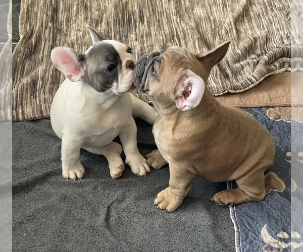 Medium Photo #11  Breeder Profile in PERRIS, CA, USA