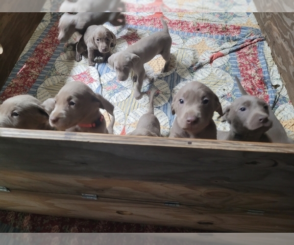 Medium Photo #1  Breeder Profile in FORT WORTH, TX, USA