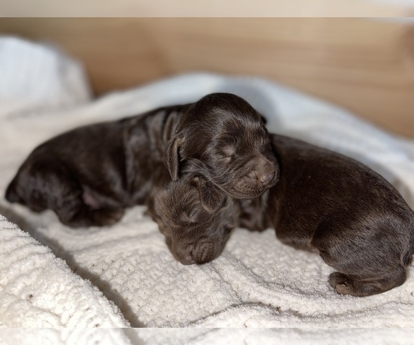Medium Photo #1  Breeder Profile in BARNESVILLE, GA, USA