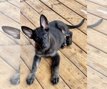 Small breeder photo