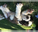 Small breeder photo